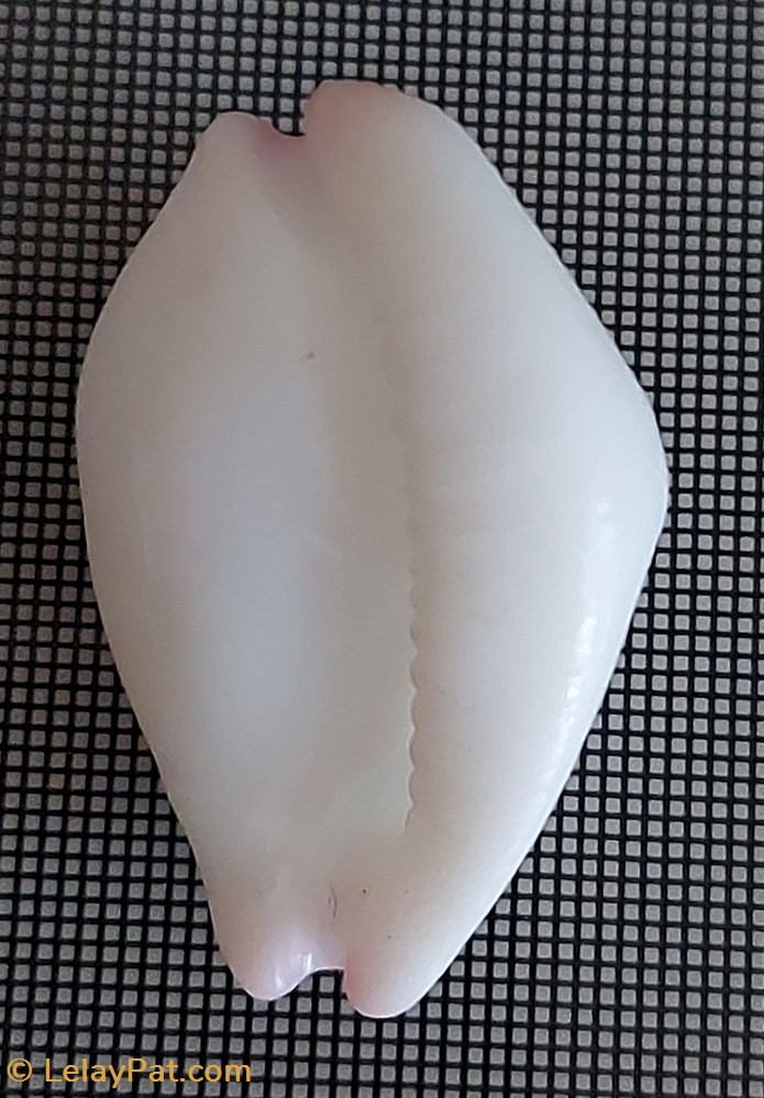 coquillage fossile gastropodum calpurnus verrucosa