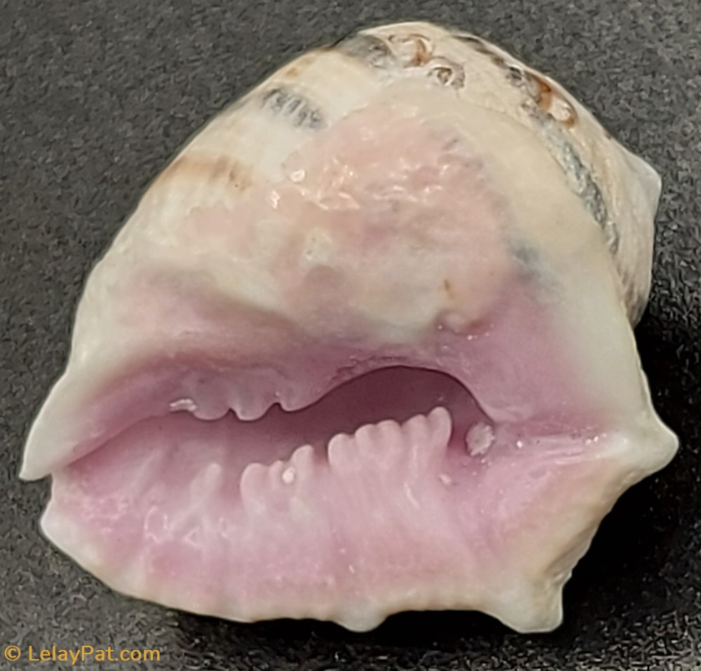 coquillage fossile gastropodum drupa morum iodostoma