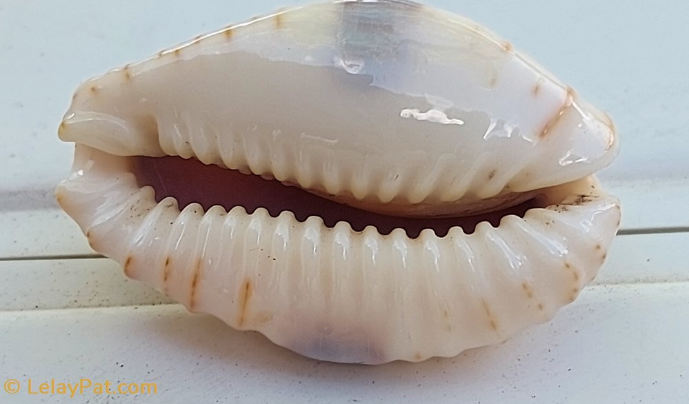 coquillage fossile gastropodum erosaria erosa porcelaine erodee