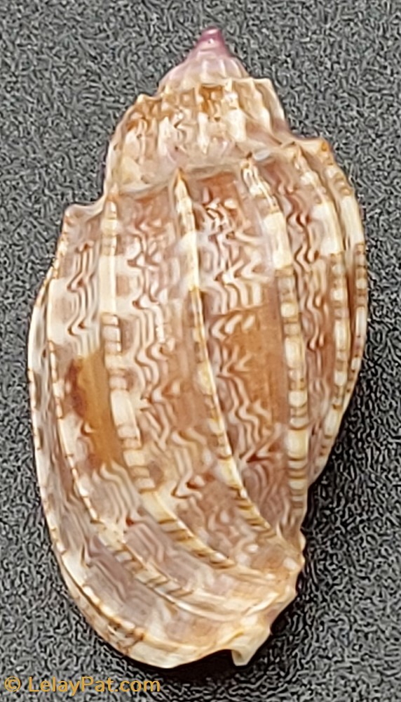 coquillage fossile gastropodum harpa amouretta