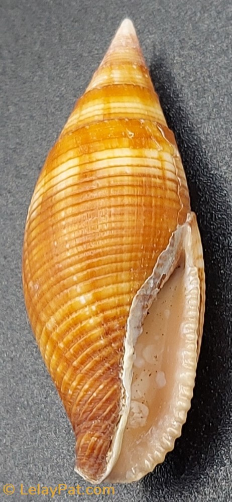 Strigatella ambigua coquillage fossile gastropodum strigatella ambigua