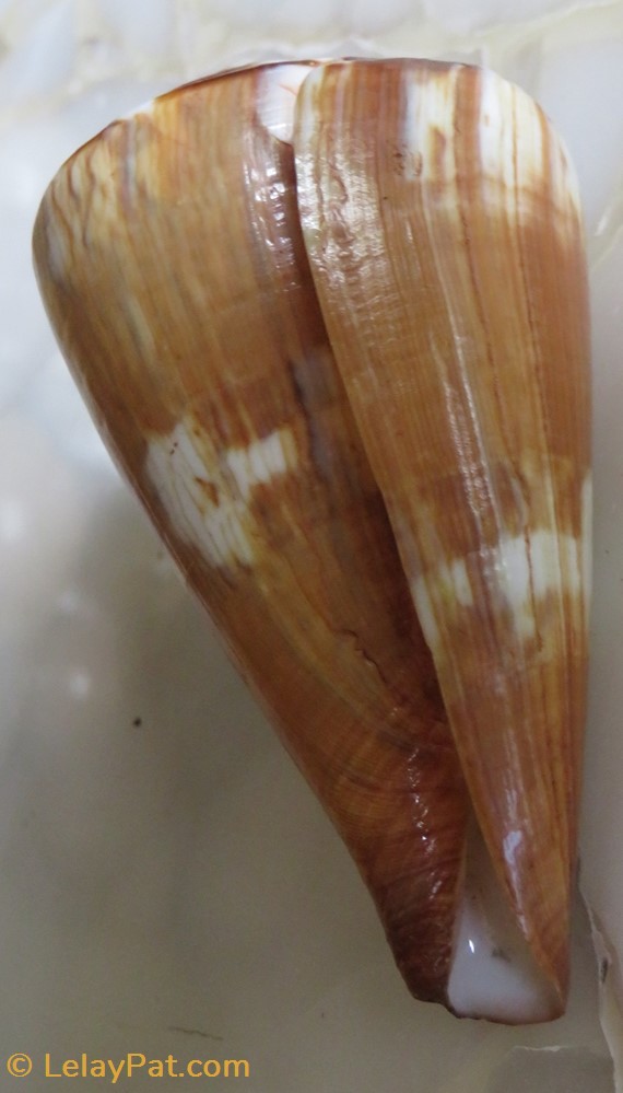 Conus vexillum 5 coquillage fossile gastropodum conus vexillum