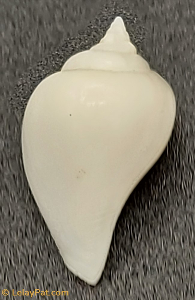 coquillage fossile gastropodum gibberulus albus