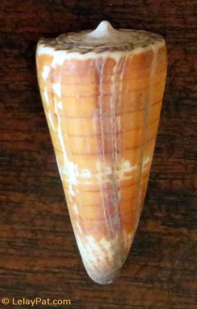 conus generalis coquillage fossile gastropodum conus generalis