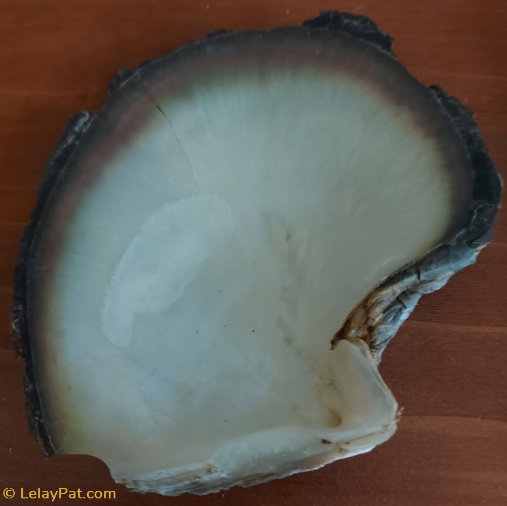 Pinctada margaritifera coquillage fossile bivalvium pinctada margaritifera