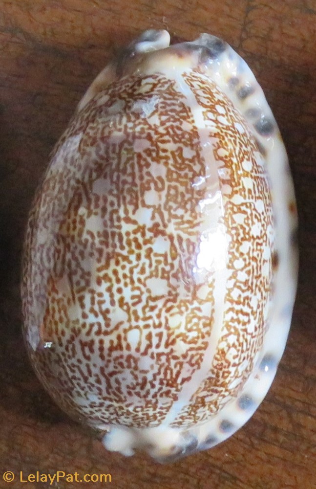 Mauriciana arabica 4 coquillage fossile gastropodum mauriciana arabica