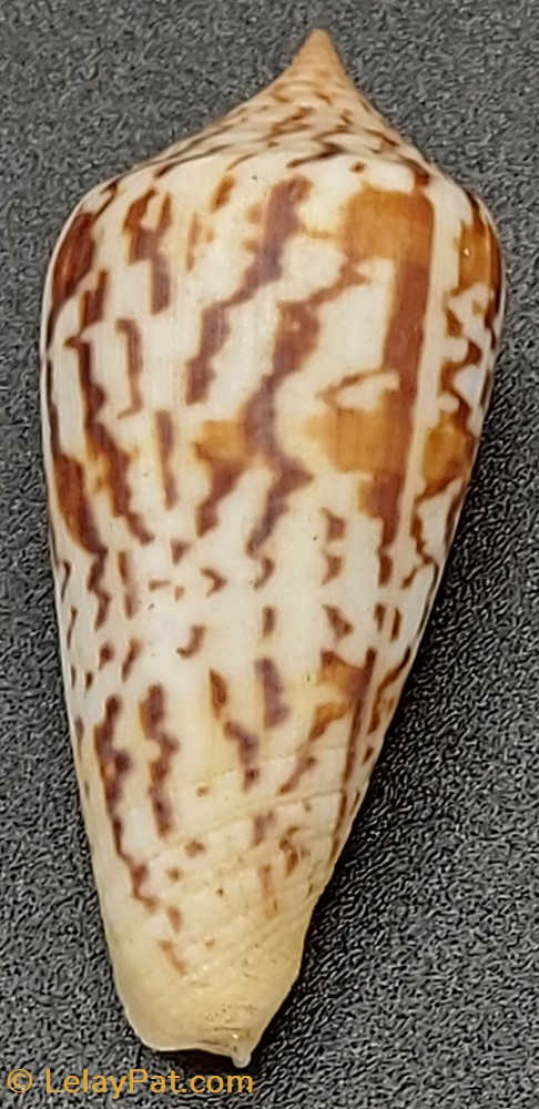 Conus janus coquillage fossile gastropodum conus janus