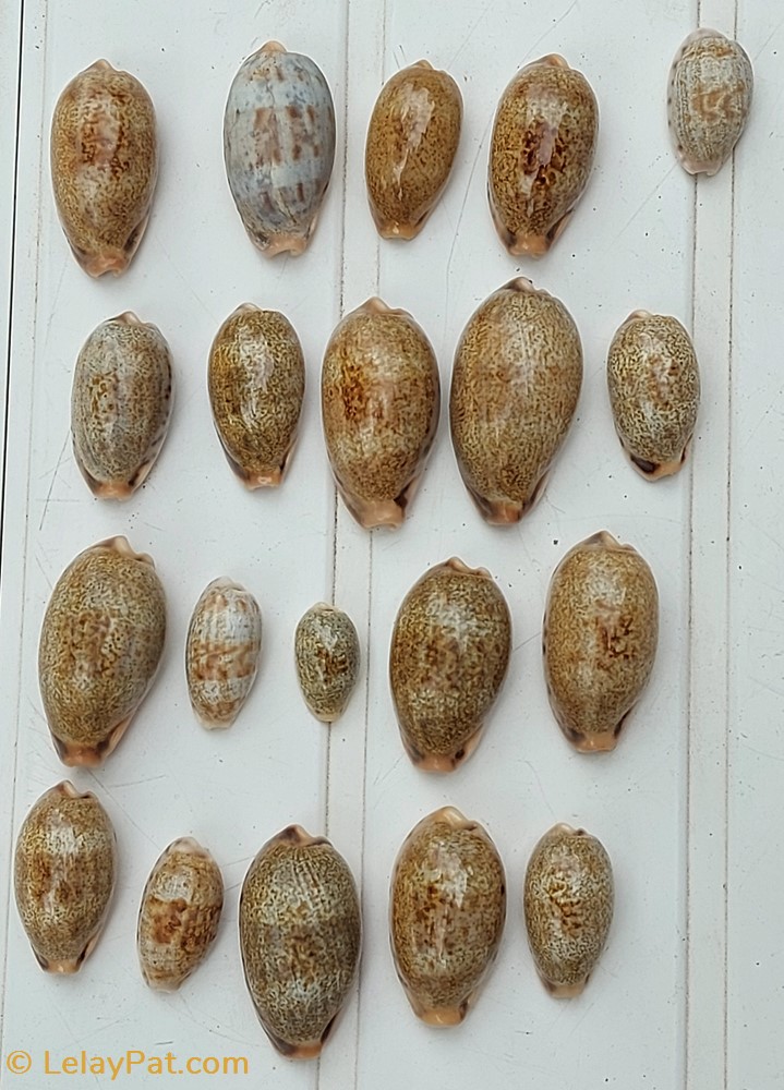 Erronea caurica 4 coquillage fossile gastropodum erronea caurica