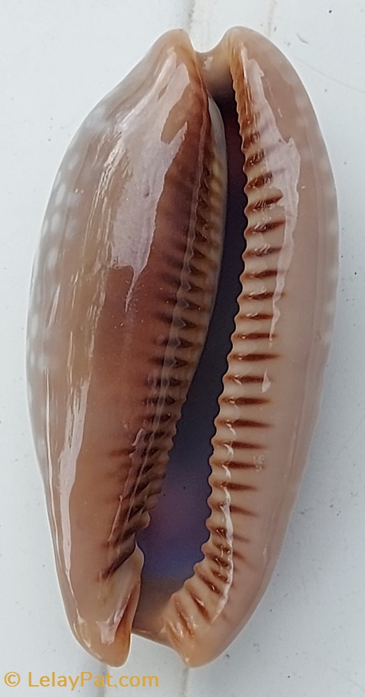 coquillage fossile gastropodum macrocypraea cervinetta porcelaine faon
