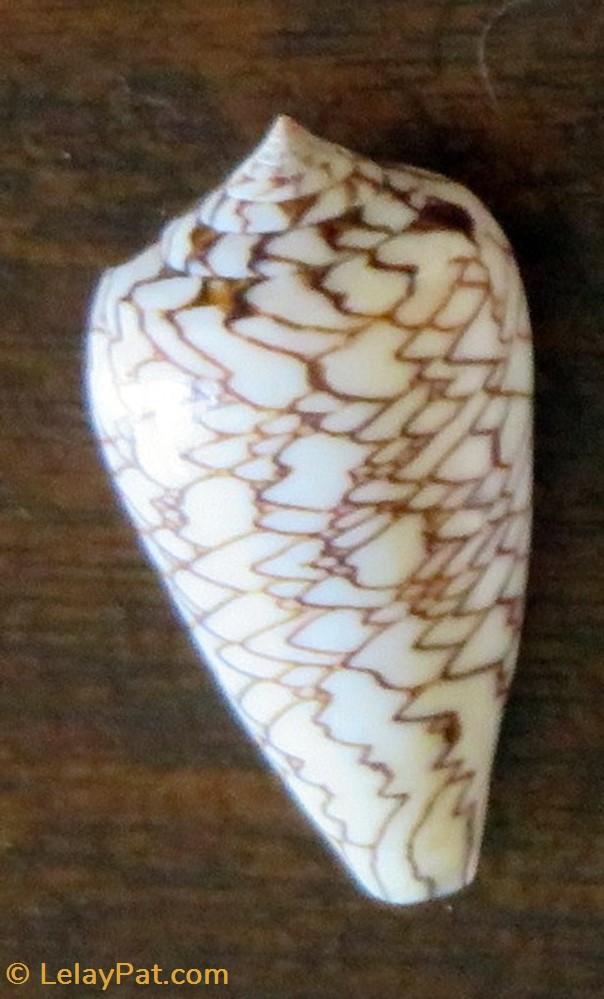 Conus textile archiepiscopus f. concatenatus coquillage fossile gastropodum conus textile archiepiscopus f concatenatus