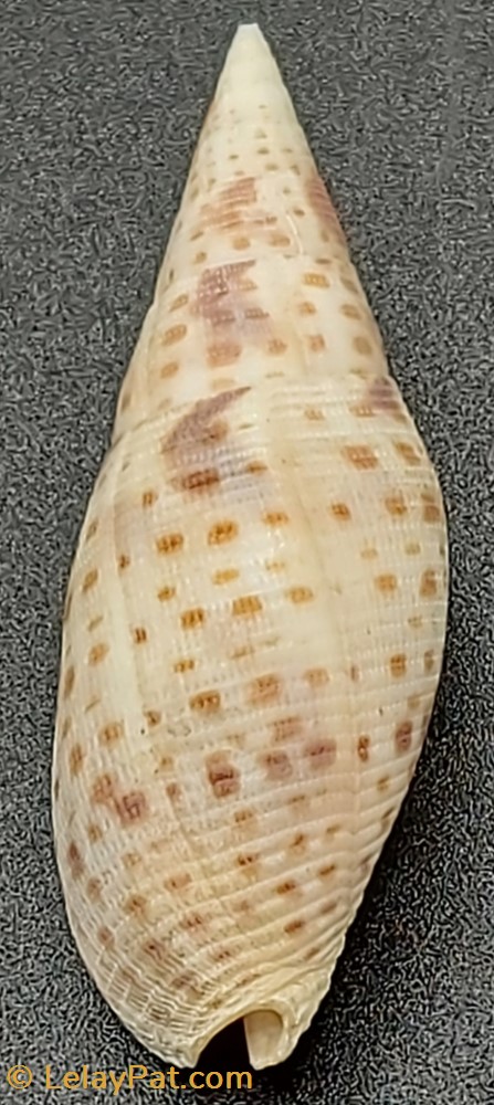 coquillage fossile gastropodum quasimitra cardinalis