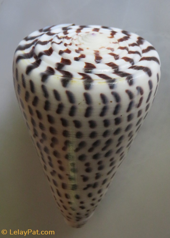 coquillage fossile gastropodum conus leopardus