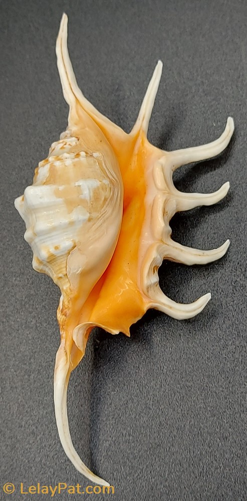 Lambis Crocata coquillage fossile gastropodum lambis crocata