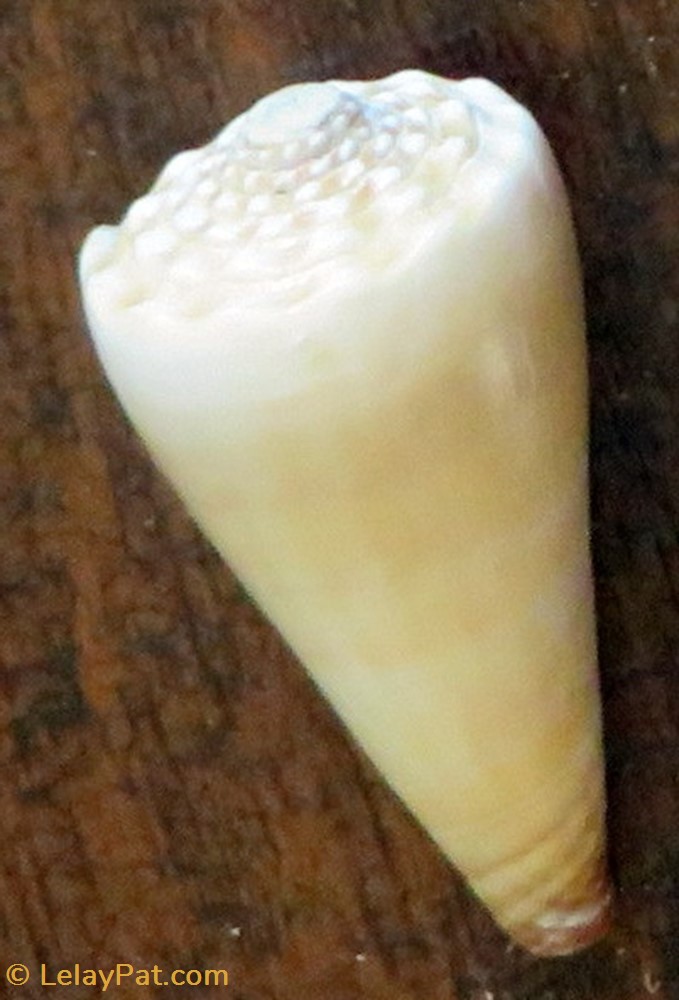 Conus distans coquillage fossile gastropodum conus distans