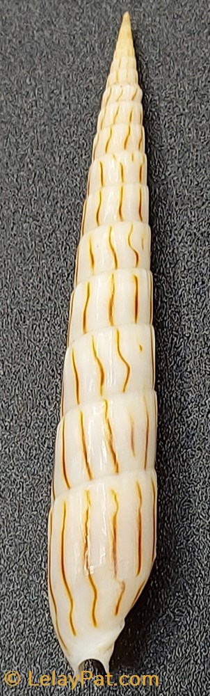coquillage fossile gastropodum hastula lanceata