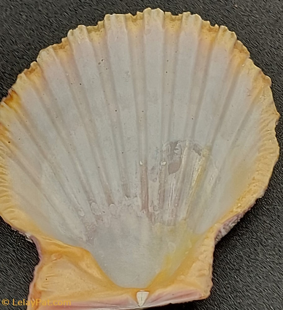 Gloripallium pallium 4 coquillage fossile bivalvium gloripallium pallium