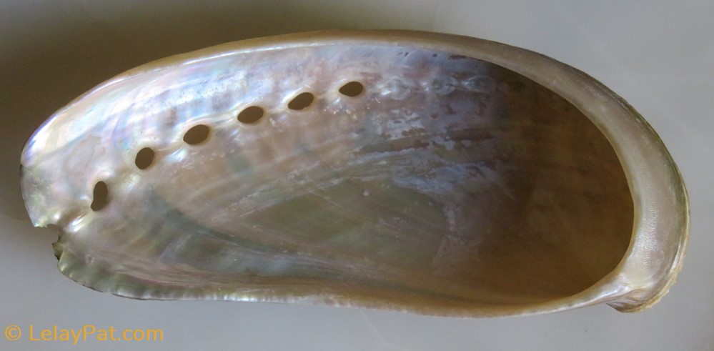 Haliotis australis - Conchas Fósseis - Cartuchos - Gastropoda