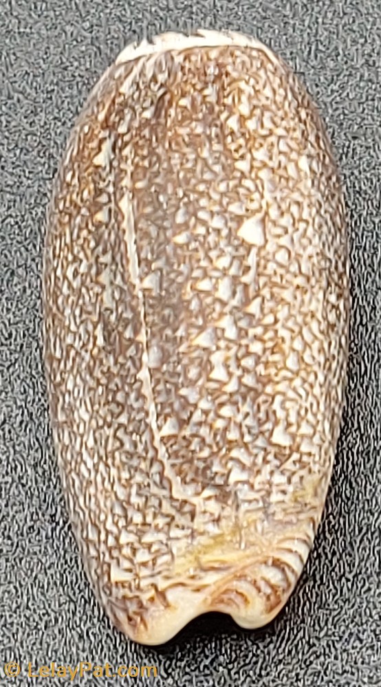 Oliva (Viduoliva) reticula coquillage fossile gastropodum oliva viduoliva reticula