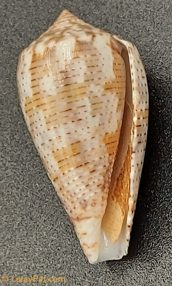 Conus striolatus 3 coquillage fossile gastropodum conus striolatus