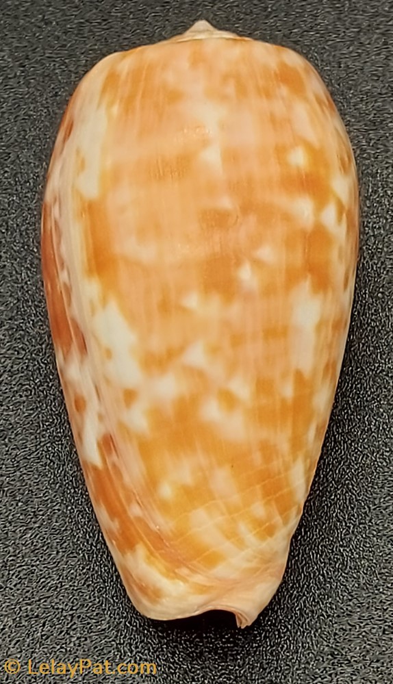 Conus bullatus coquillage fossile gastropodum conus bullatus