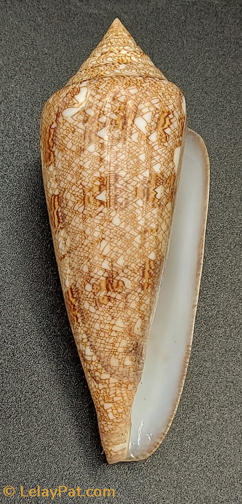 coquillage fossile gastropodum conus gloriamaris