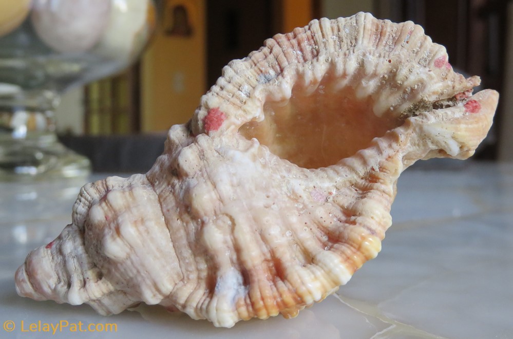 Monoplex nicobaricus 3 coquillage fossile gastropodum monoplex nicobaricus
