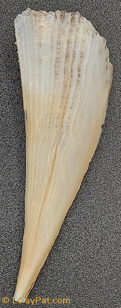 coquillage fossile gastropodum pinna rudis