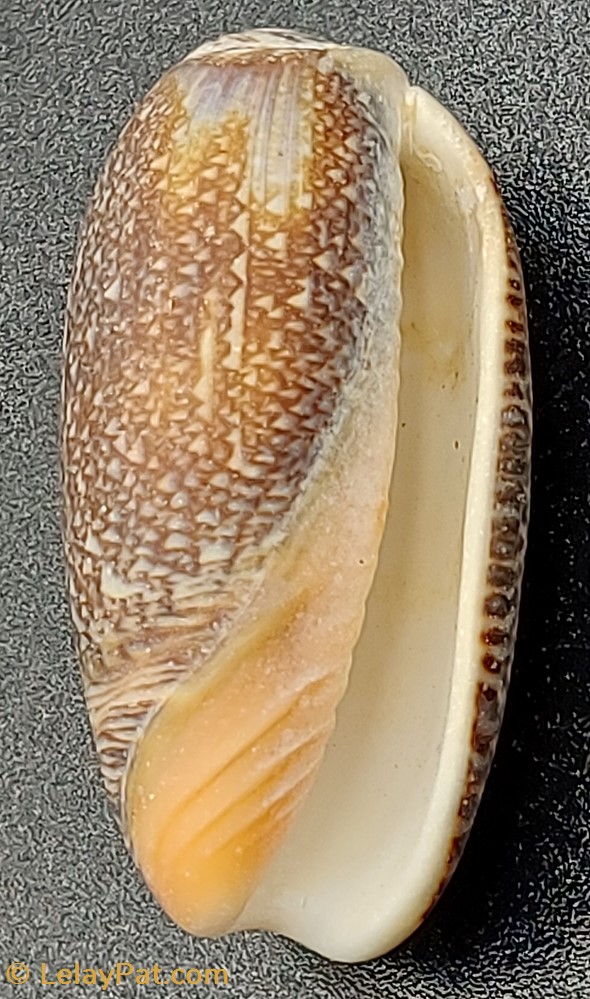 Oliva (Viduoliva) reticula coquillage fossile gastropodum oliva viduoliva reticula