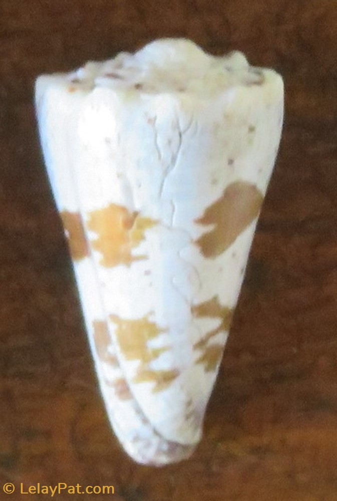 coquillage fossile gastropodum conus imperialis
