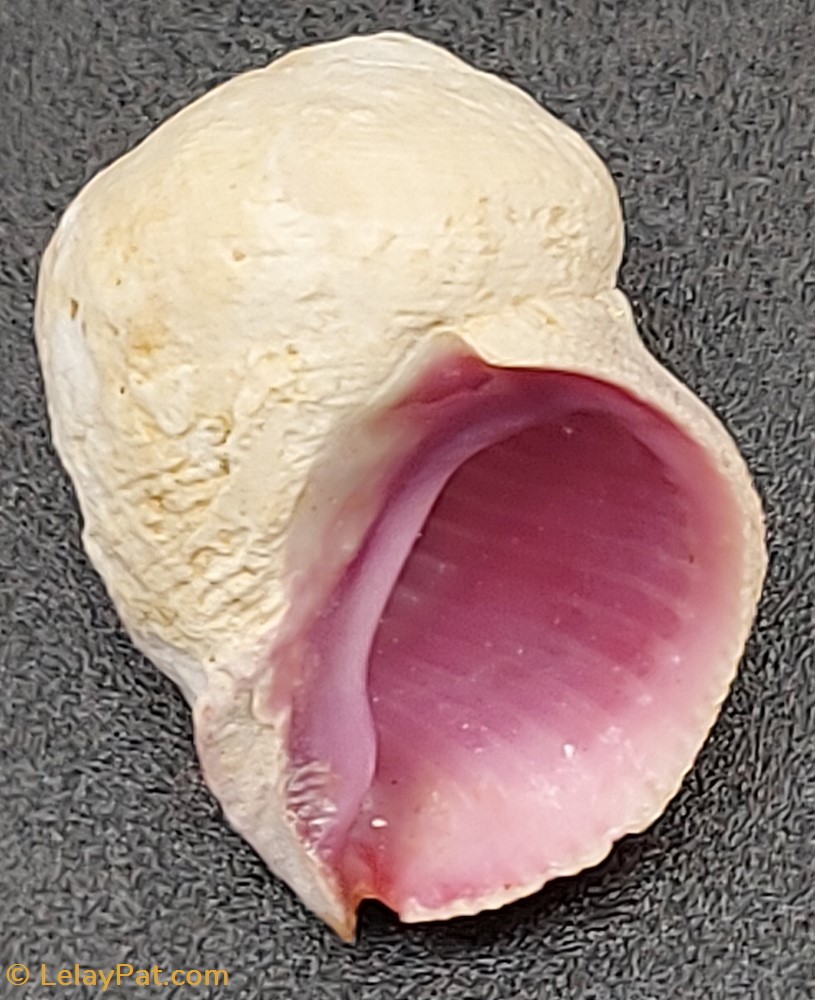 Coralliophila violacea coquillage fossile gastropodum coralliophila violacea
