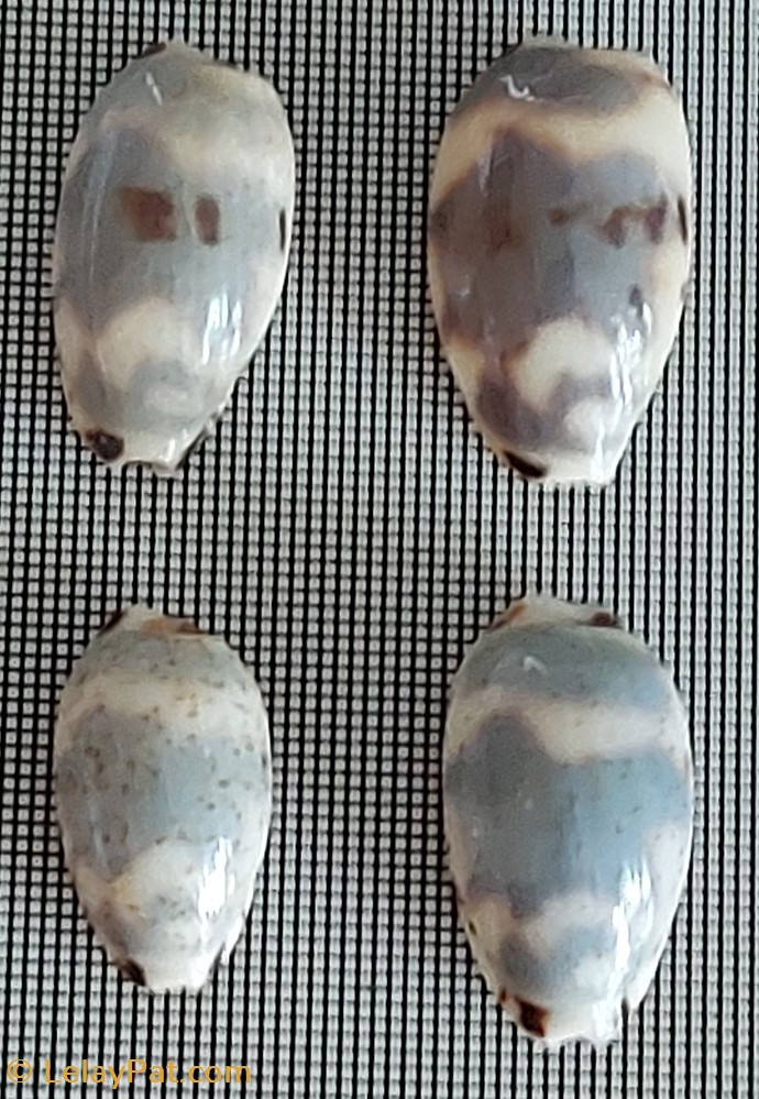 coquillage fossile gastropodum cypraea kinieri
