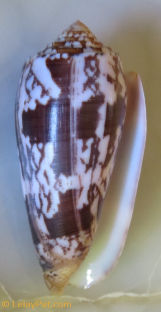 Conus striatus coquillage fossile gastropodum conus striatus