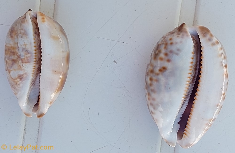 coquillage fossile gastropodum cypraea juvenile mauricia