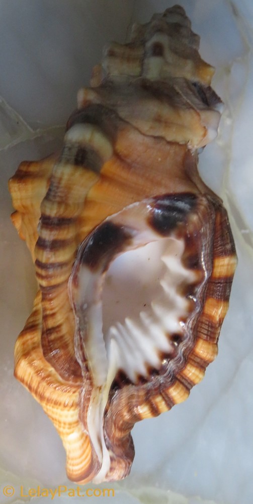 Lotoria lotoria coquillage fossile gastropodum lotoria lotoria