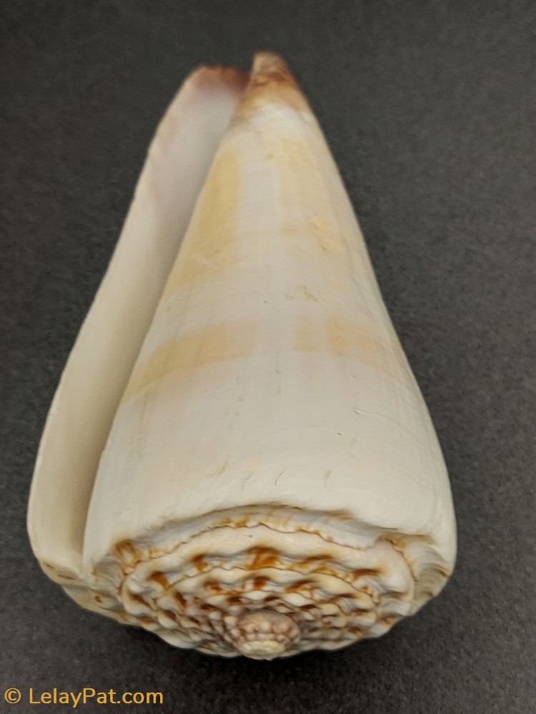 Conus leopardus albinos (?) coquillage fossile gastropodum conus leopardus albinos