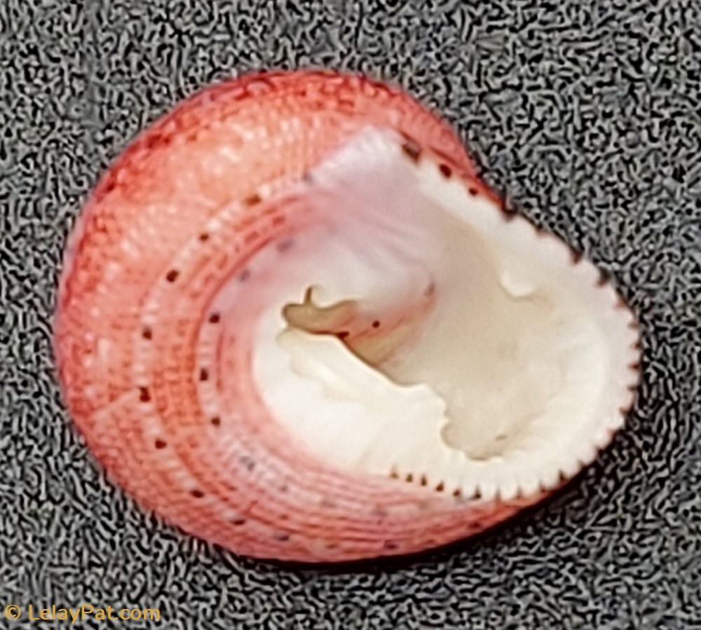 coquillage fossile gastropodum clanculus pharaonius