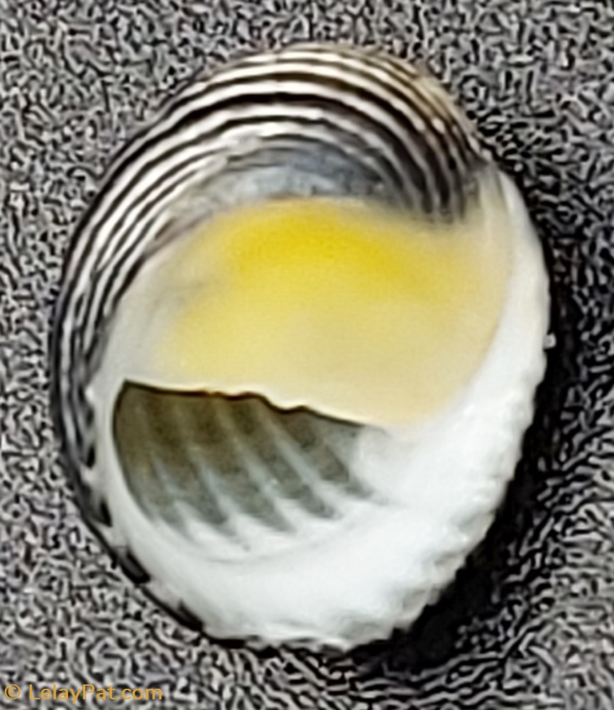 Nerita balteata coquillage fossile gastropodum nerita balteata