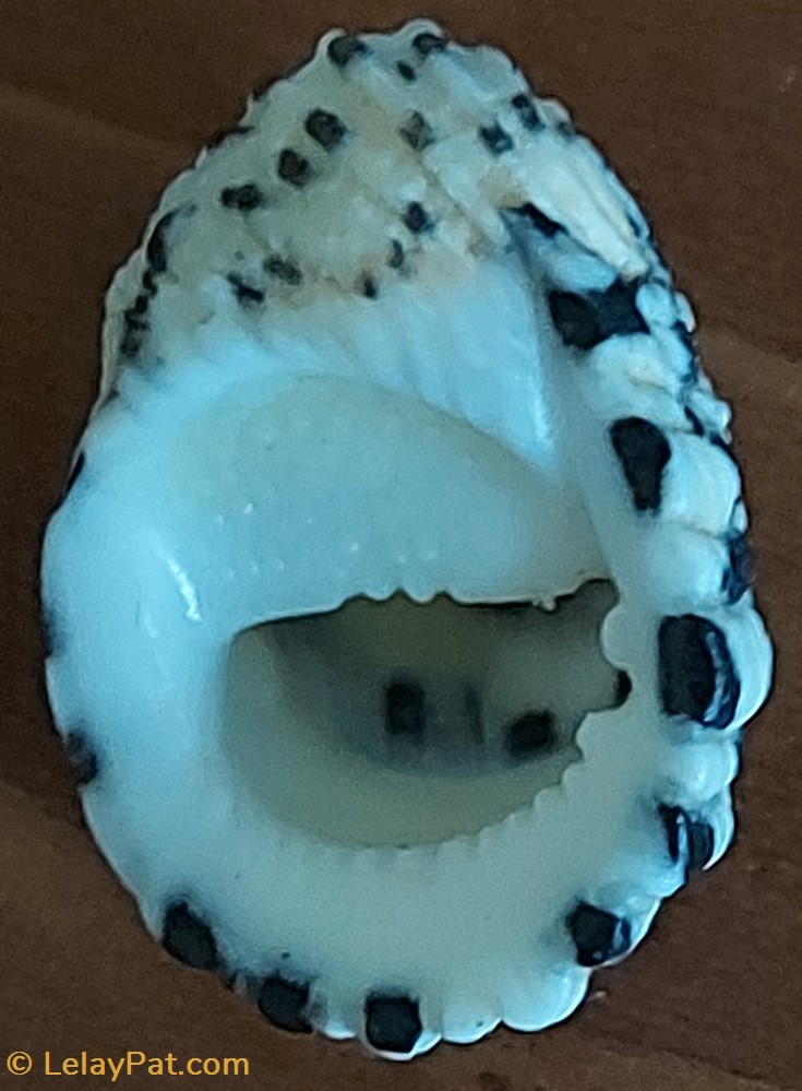 Nerita textilis coquillage fossile gastropodum nerita textilis