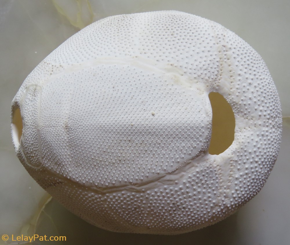Test d'oursins 2 coquillage fossile autre test oursins