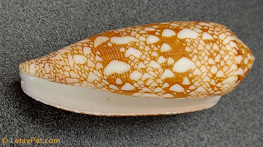 conus auricomus coquillage fossile gastropodum conus auricomus
