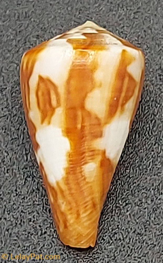 coquillage fossile gastropodum conus namocanus