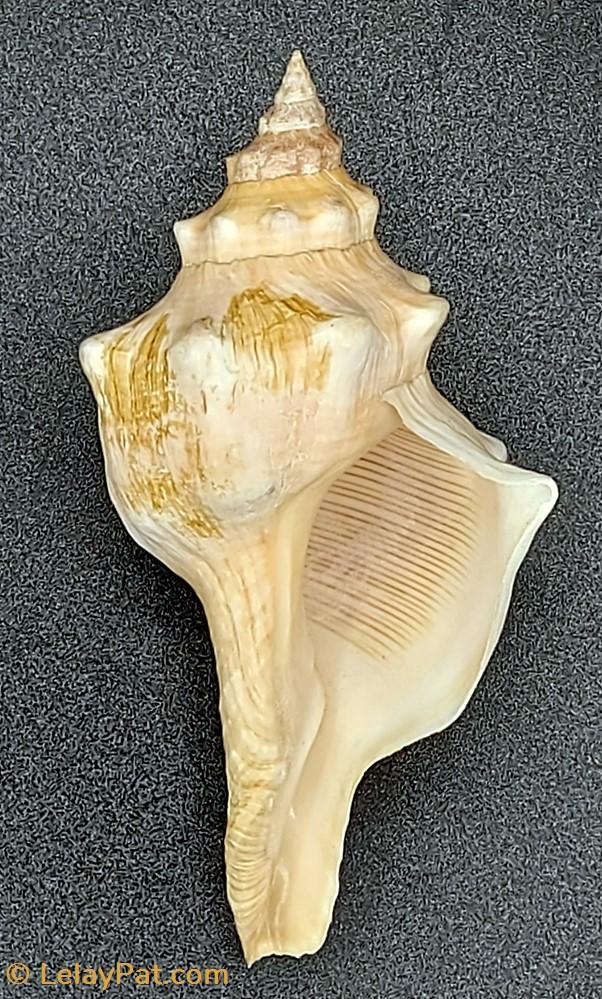 Fusinus rostratus coquillage fossile gastropodum fusinus rostratus