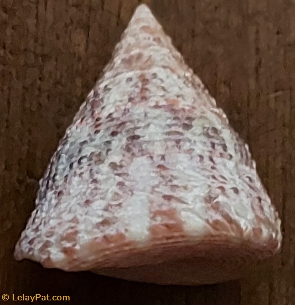 Tectus niloticus coquillage fossile gastropodum tectus niloticus