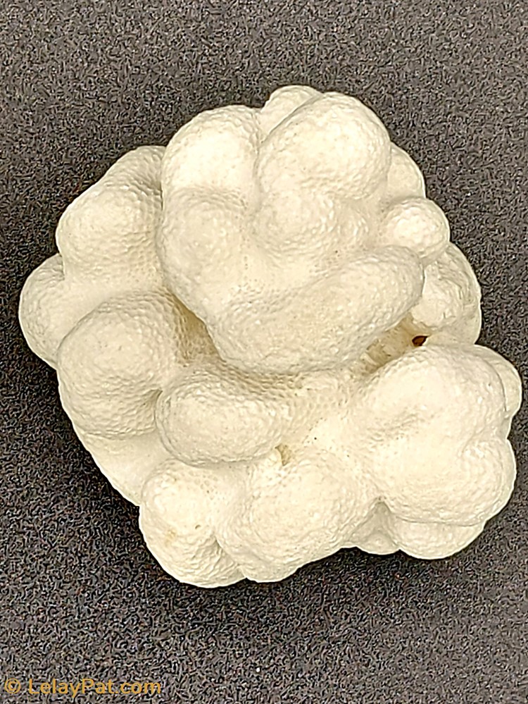 Porites lobata 3 coquillage fossile cnidaire anthozoa coraux et anemone porites lobata