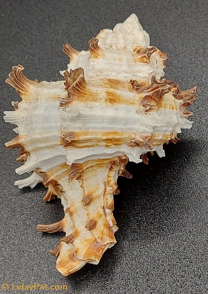 Hexaplex cichoreum coquillage fossile gastropodum hexaplex cichoreum