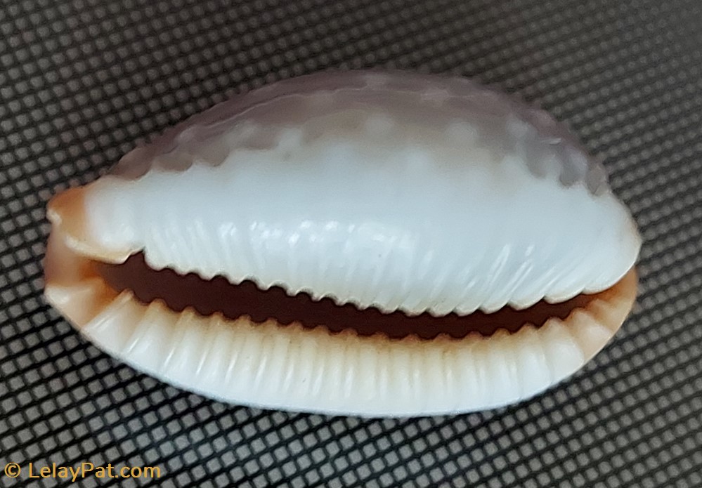 coquillage fossile gastropodum staphylaea staphylaea