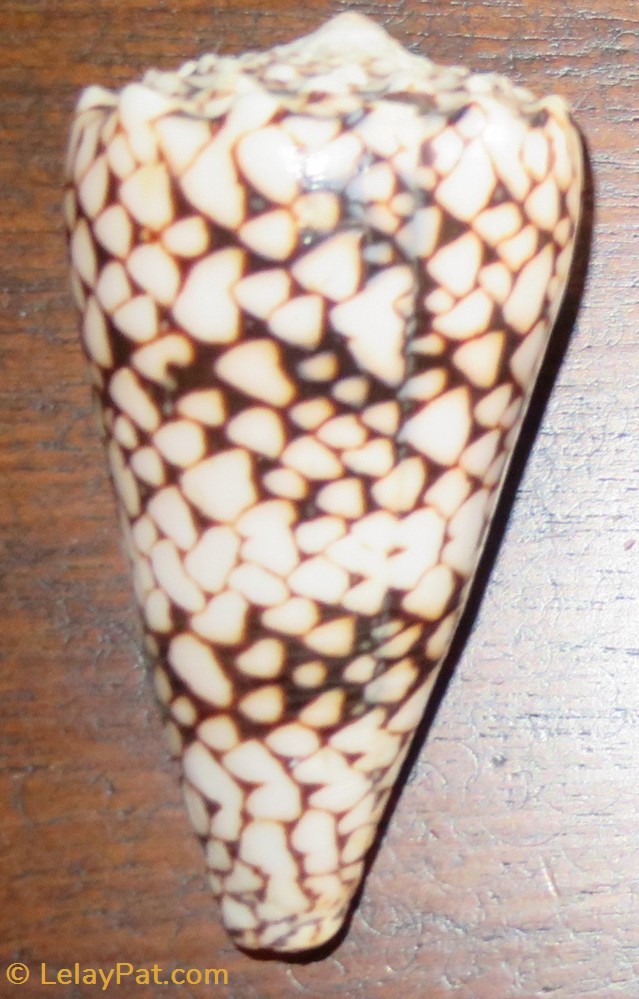 Conus bandanus 5 coquillage fossile gastropodum conus bandanus
