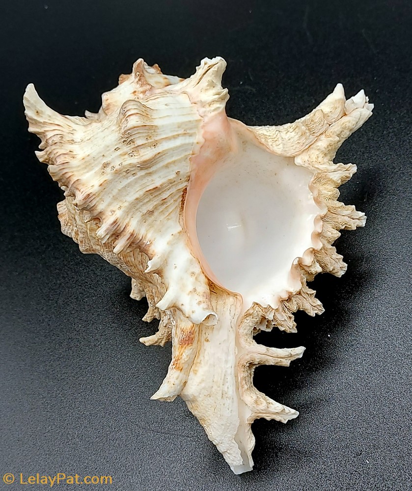 coquillage fossile gastropodum chicoreus ramosus