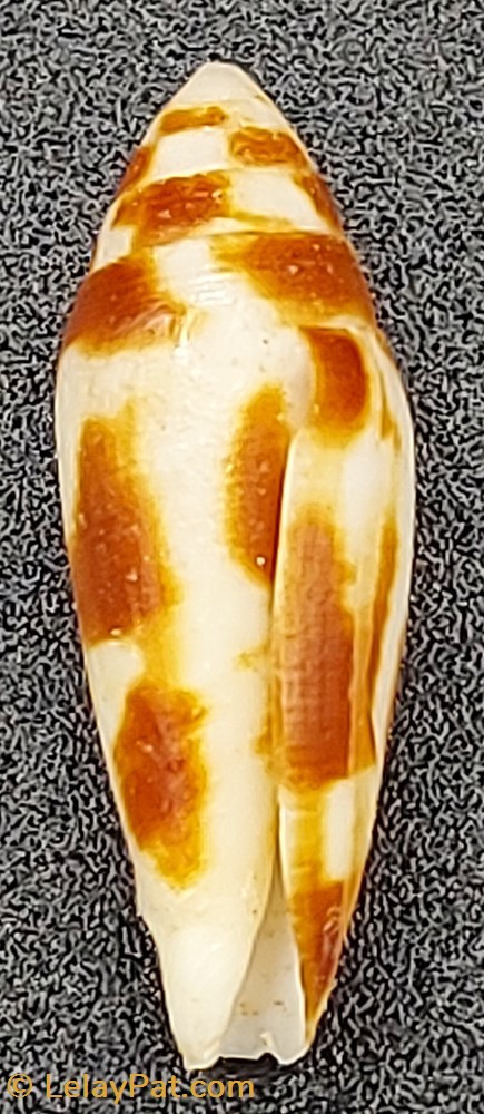 coquillage fossile gastropodum conus mitratus