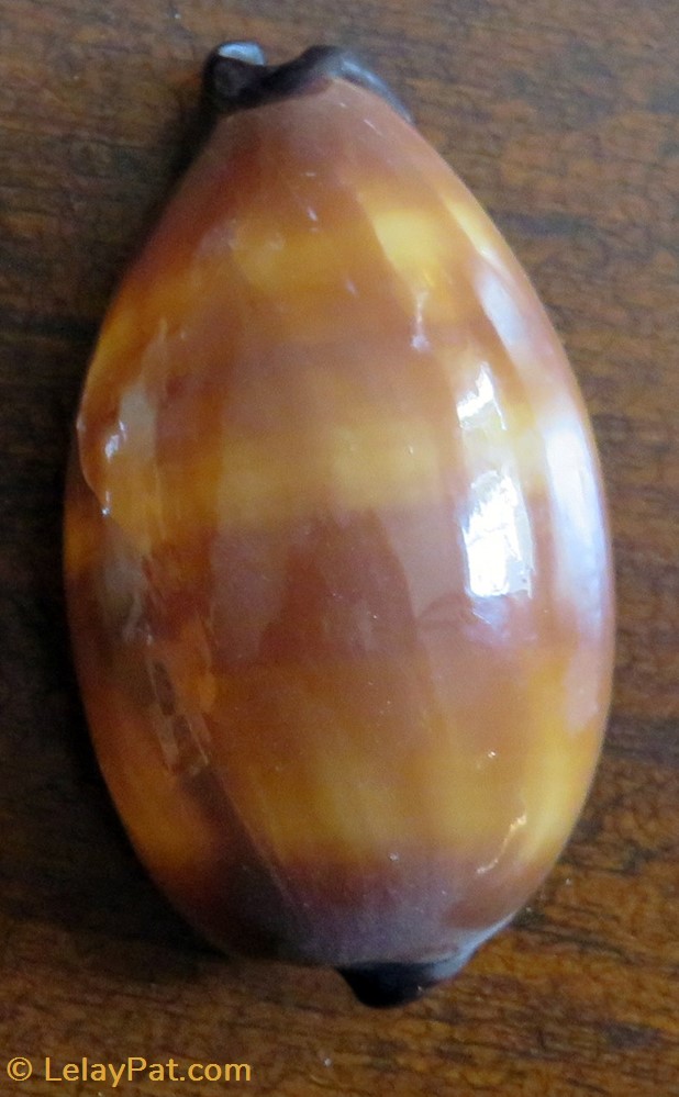 coquillage fossile gastropodum talparia talpa porcelaine taupe